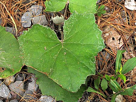 distinctive leaves after flowers